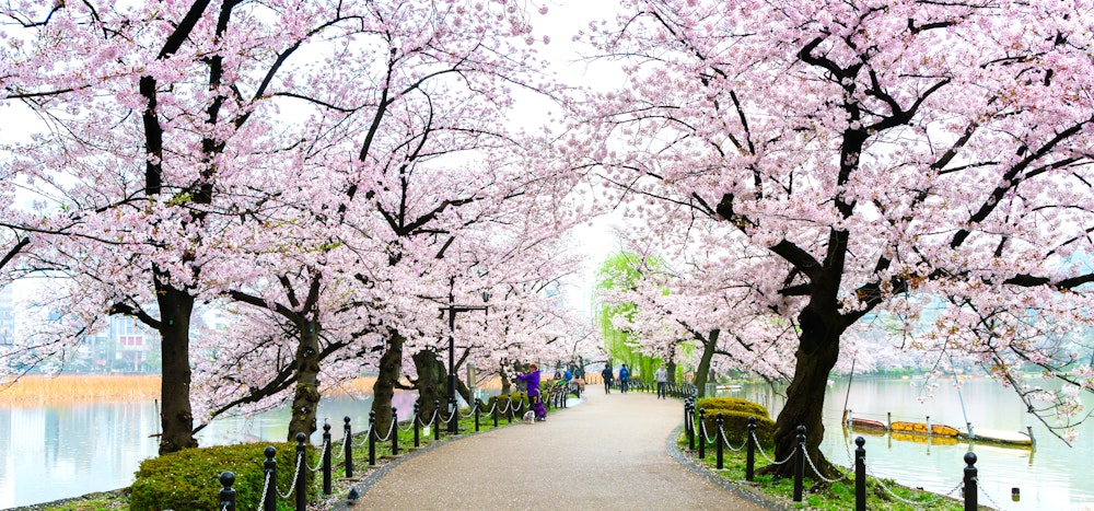 Ueno Park Cherry Blossoms