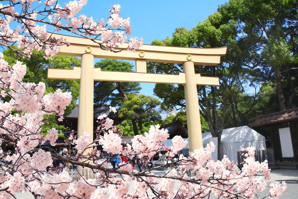 Meiji Shrine Cherry Blossoms
