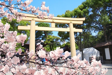 Meiji Shrine Cherry Blossoms