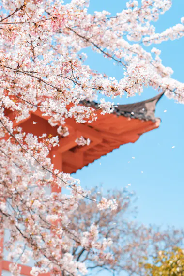Asakusa Cherry Blossoms