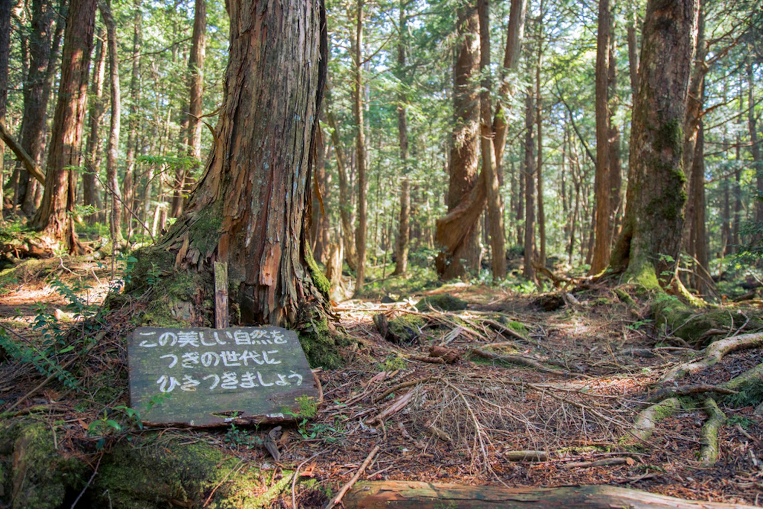 The Mysterious Aokigahara Forest