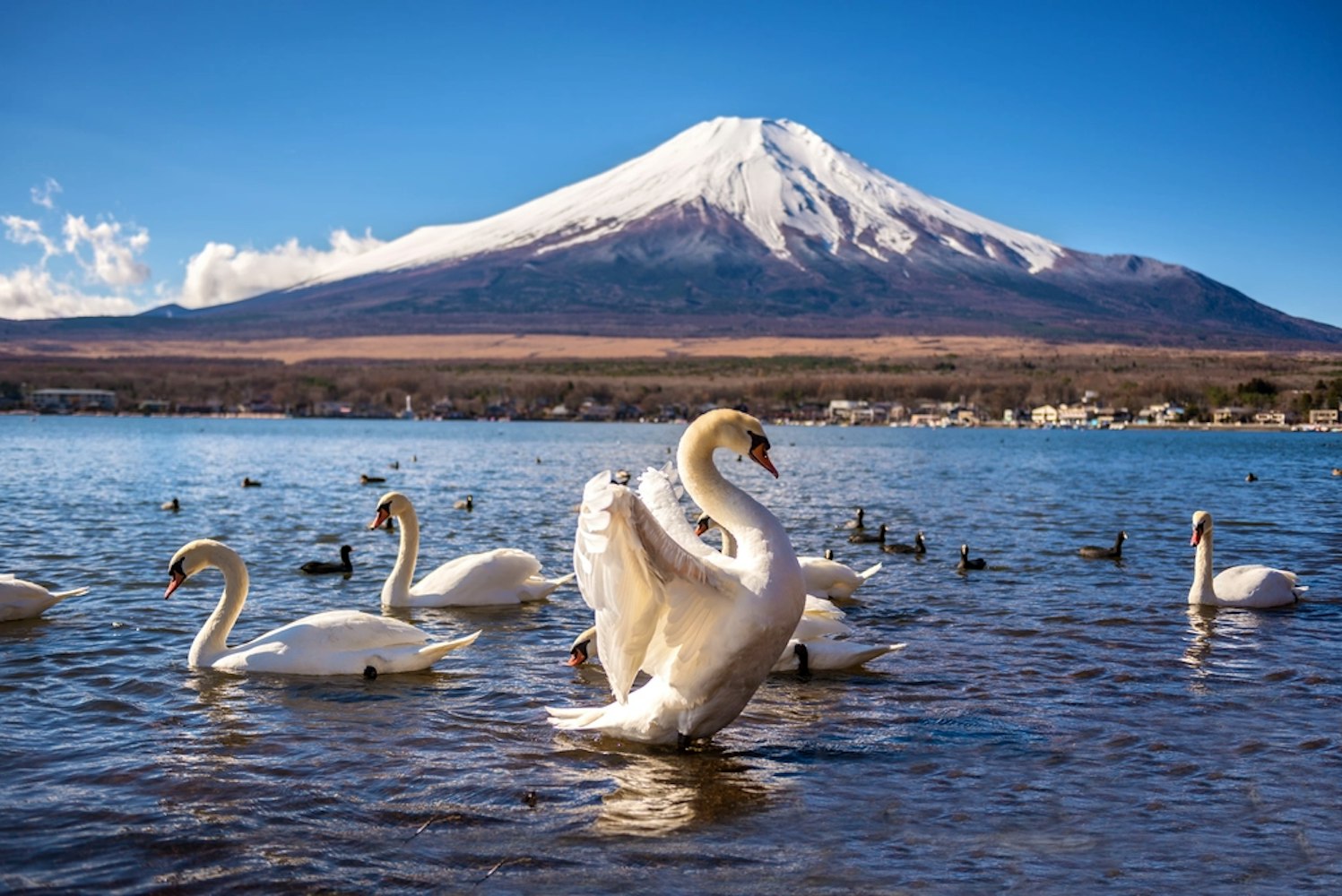 Exploring The Flora And Fauna Of Mount Fuji Trip To Japan Trip To Japan Exploring The Flora And Fauna Of Mount Fuji Trip To Japan Trip To Japan