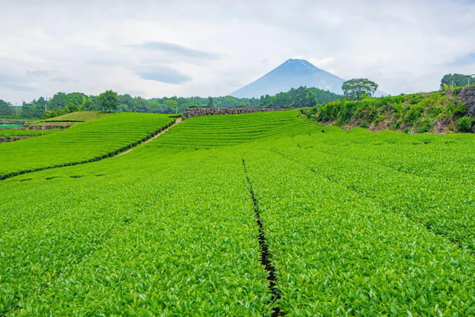 Lush green tea fields stretch towards a distant, partially snow-capped mountain under a cloudy sky. The vivid greenery contrasts with the tranquil mountain peak, creating a serene and picturesque landscape.