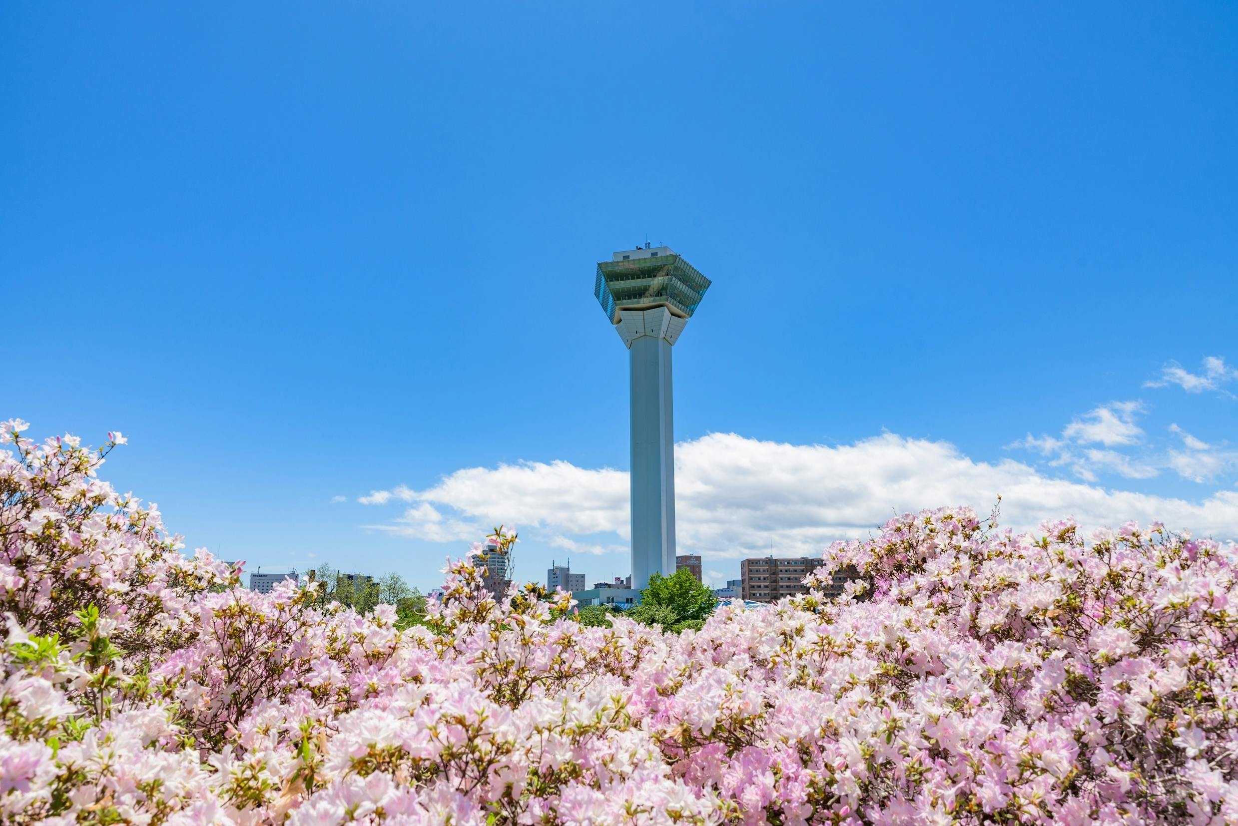 A tall observation tower stands under a bright blue sky, surrounded by blooming pink cherry blossom trees in the foreground and city buildings in the background.