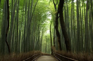 Arashiyama Bamboo Grove