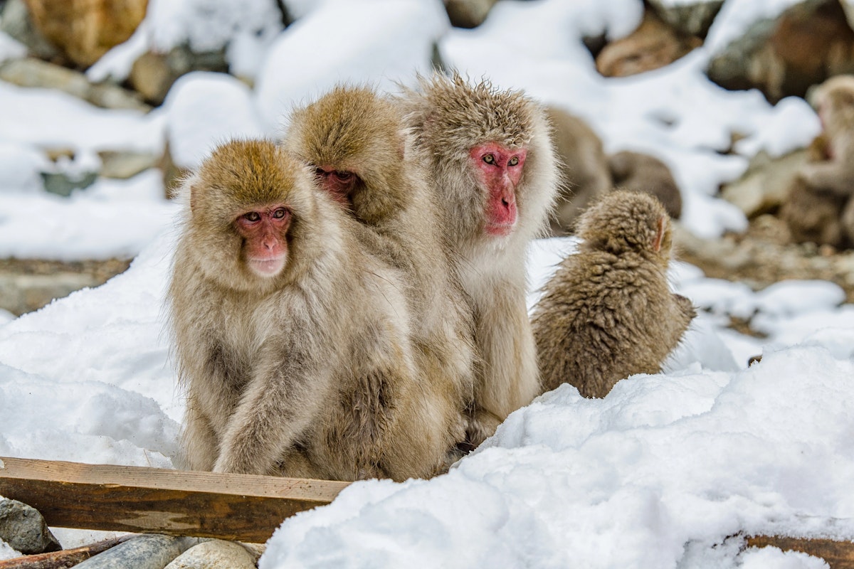 Jigokudani Four snow monkeys (Japanese macaques) sitting close together on snow-covered ground. Three are facing forward, showing their pink faces, while the fourth has its back turned. The background includes more snow and rocks.
