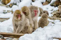 Four snow monkeys (Japanese macaques) sitting close together on snow-covered ground. Three are facing forward, showing their pink faces, while the fourth has its back turned. The background includes more snow and rocks.