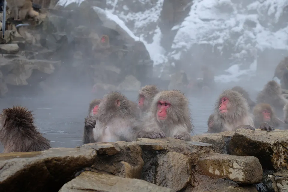 A group of Japanese macaques with red faces sit in and around a hot spring surrounded by snow-covered rocks. Steam rises from the water, creating a misty atmosphere. Other macaques are visible in the background, also enjoying the hot spring.