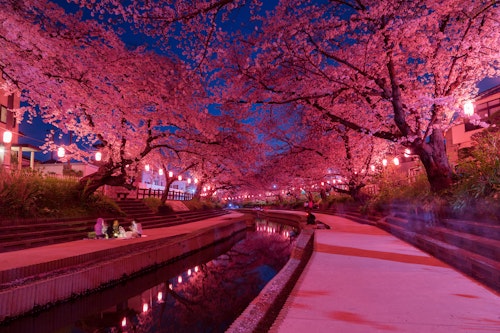 Tokyo's Twilight Charm Discovering the Magic of Yozakura