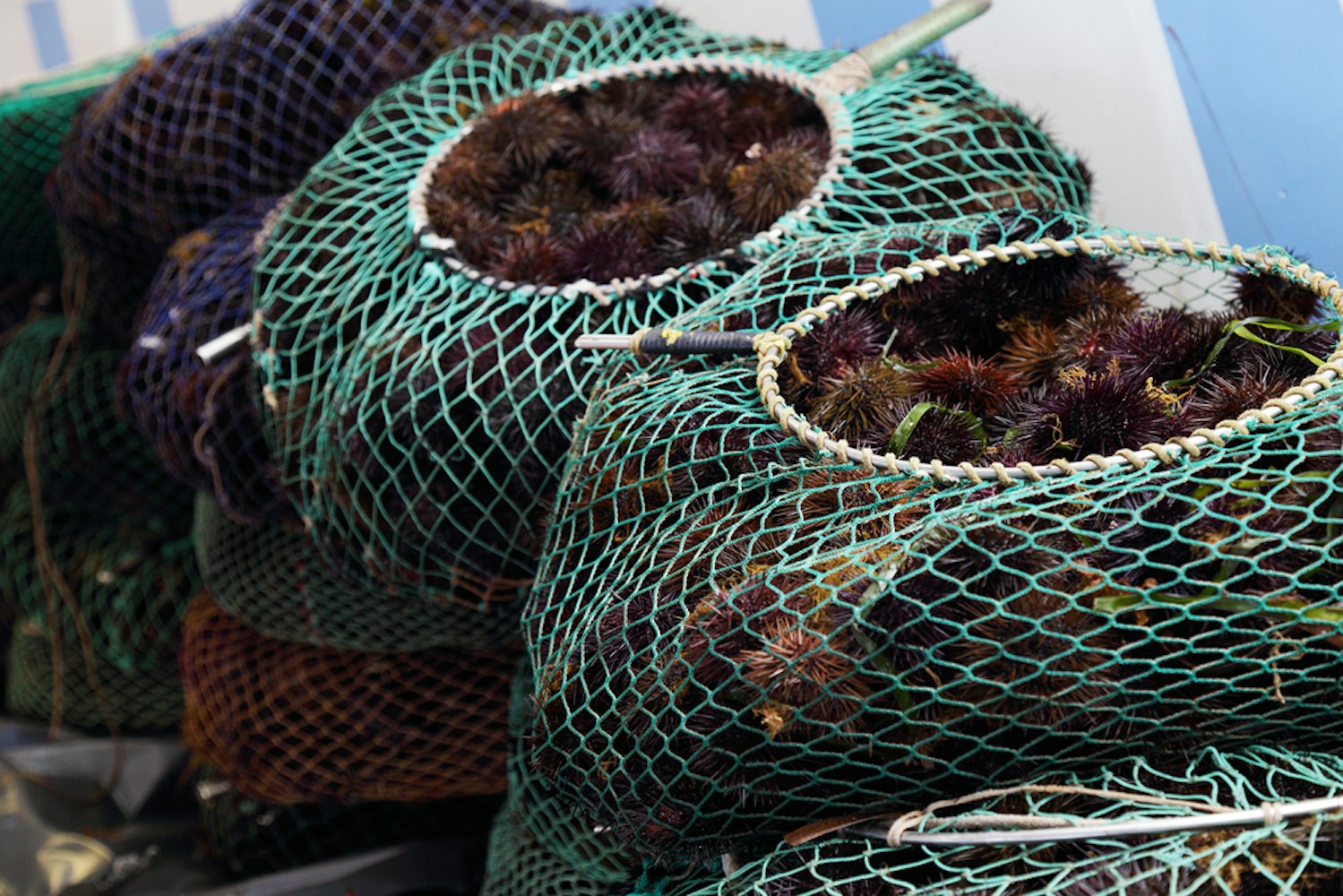 Sea Urchin Fishing