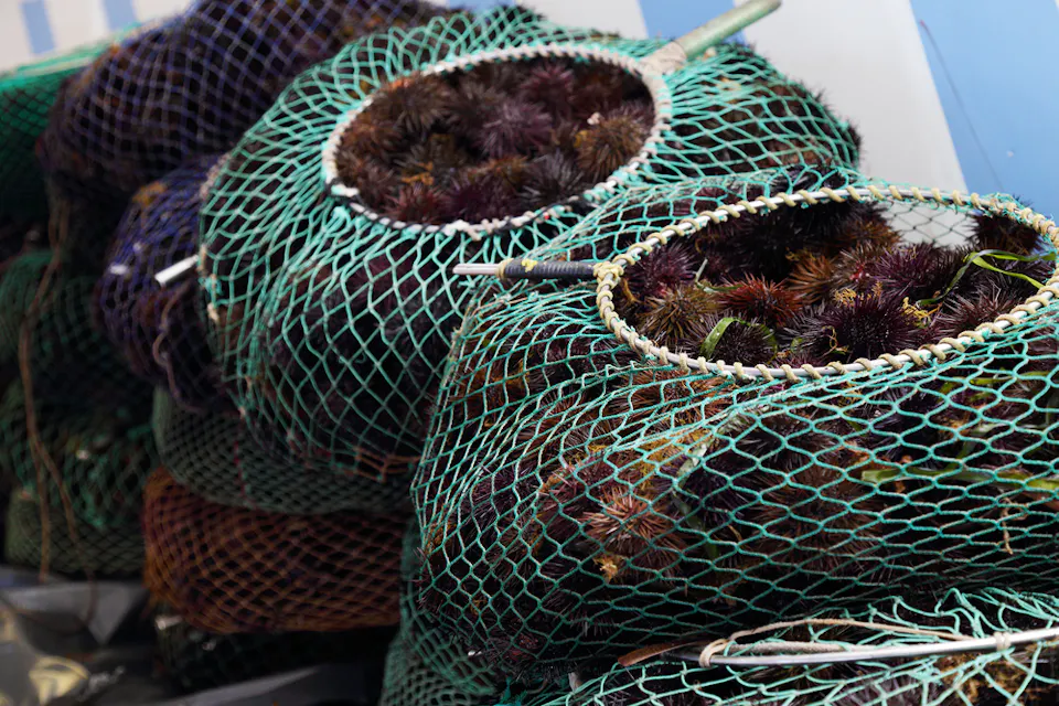 Several large mesh bags filled with sea urchins, stacked on top of each other. The bags are green and have drawstring closures, revealing the dark, spiky contents inside. The background has striped patterns in shades of blue and white.