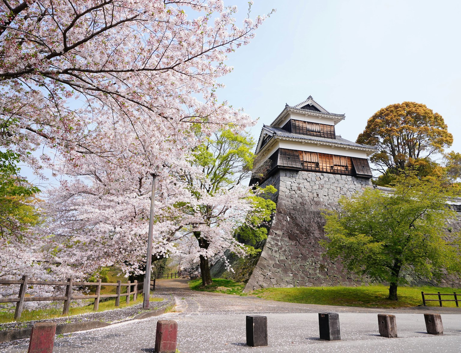 Kyushu Cherry Blossoms