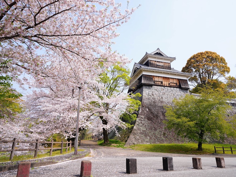 Kyushu Cherry Blossoms