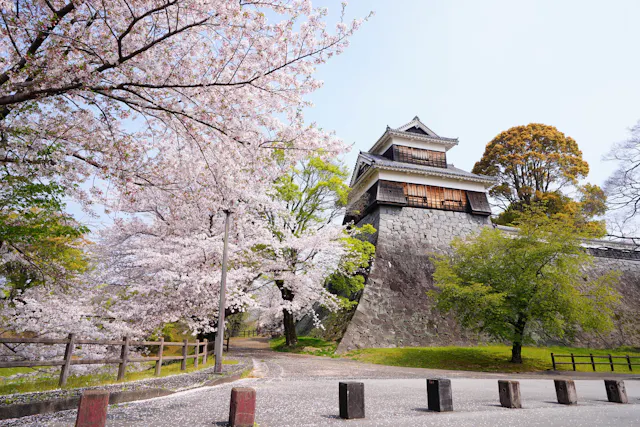 A traditional Japanese castle with stone walls stands beside blooming cherry blossom trees and lush greenery on a sunny day.