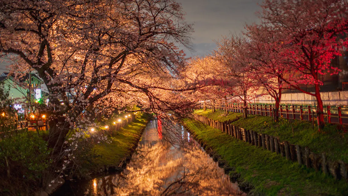 A scenic view of a serene canal lined with cherry blossom trees in full bloom at night. The illuminated flowers create a delicate, colorful canopy over the water, contributing to the tranquil and romantic atmosphere of the setting. Lights along the banks enhance the scene's beauty.