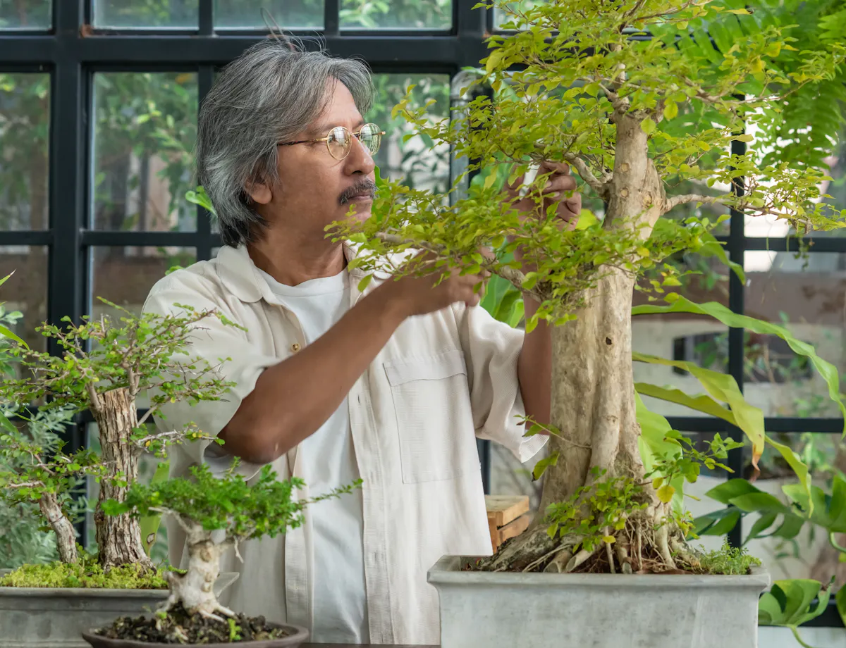 Bonsai Workshop Bonsai Workshop