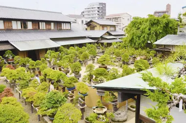 A courtyard filled with numerous bonsai trees in various pots, surrounded by traditional Japanese-style buildings, with a few people walking among the plants and city buildings visible in the background.