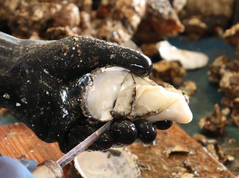 사도 겨울 별미와 산업 체험 - 카모 호수에서 굴 껍질 벗기기 투어