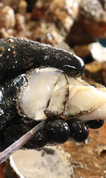 Sado Oyster A gloved hand holds a freshly shucked oyster while using a knife to separate the oyster meat from its shell, with other oysters out of focus in the background.