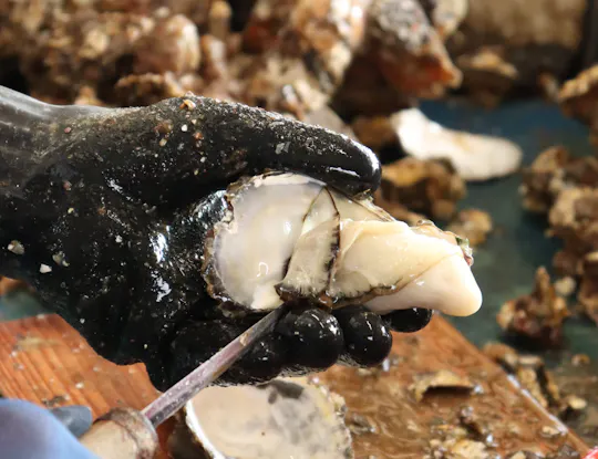 A gloved hand holds a freshly shucked oyster while using a knife to separate the oyster meat from its shell, with other oysters out of focus in the background.