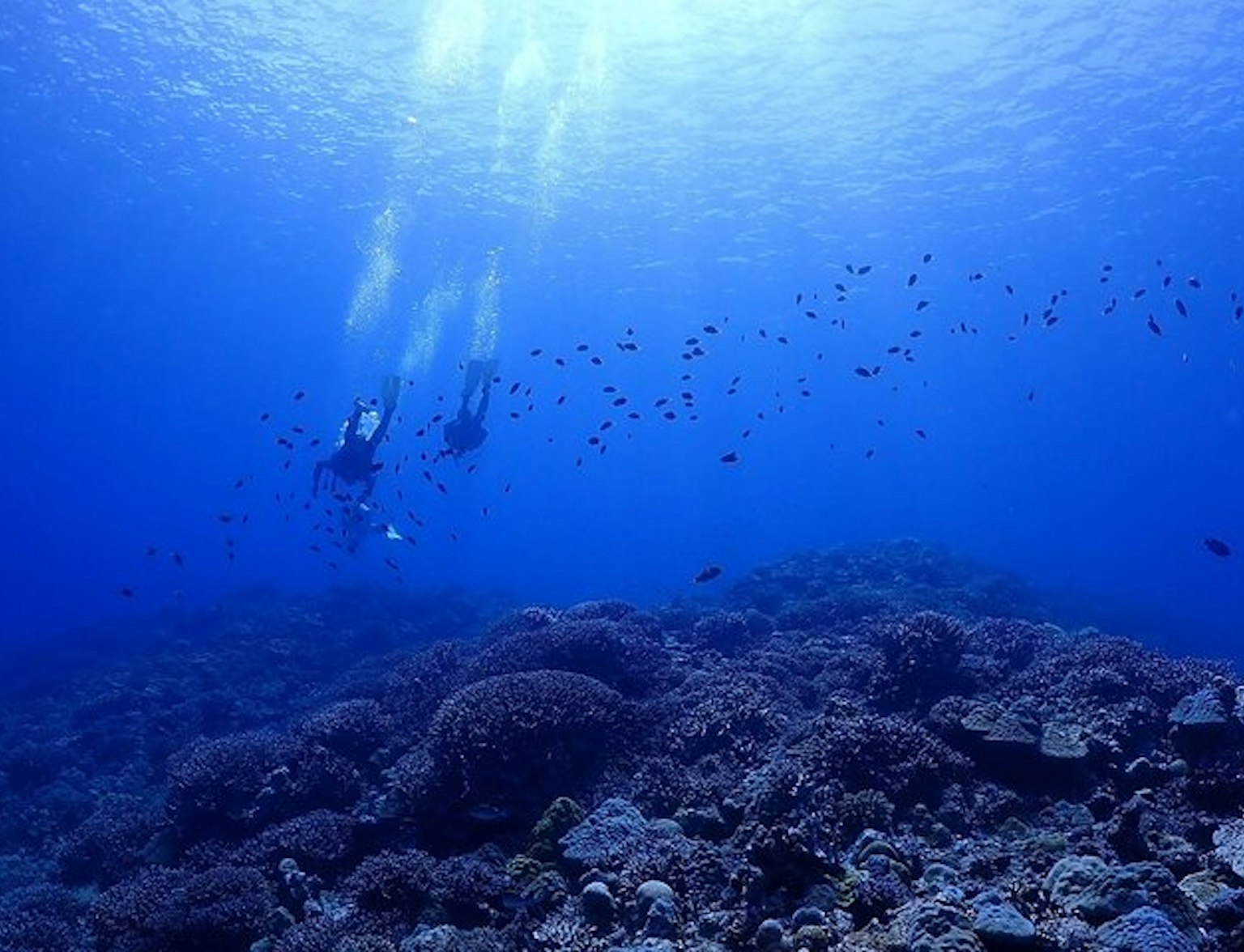 Okinawa Diving