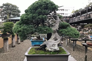 Bonsai