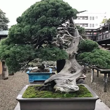 Bonsai Bonsai