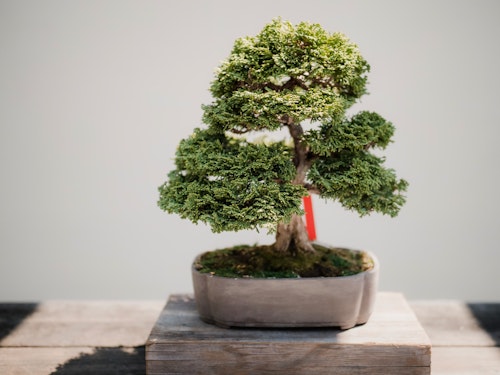 Bonsai