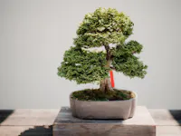 A small, well-manicured bonsai tree with dense green foliage is placed in a simple gray ceramic pot on a wooden platform. The background is plain, highlighting the intricate details of the bonsai.