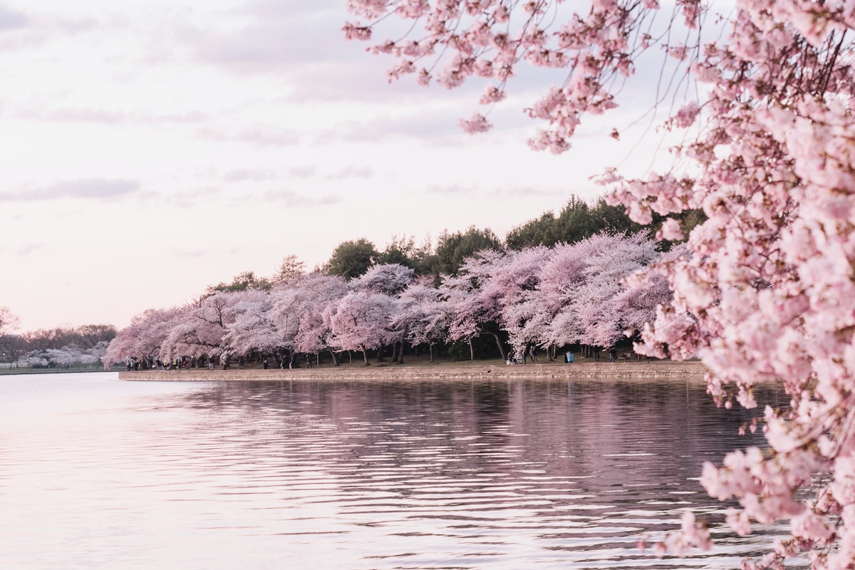 Cherry Blossoms Cherry Blossoms