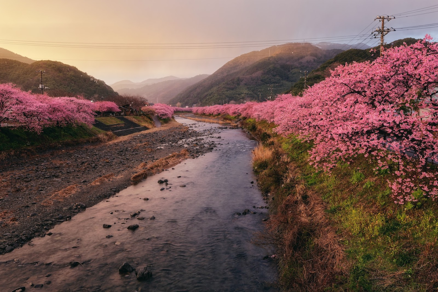 Cherry Blossoms