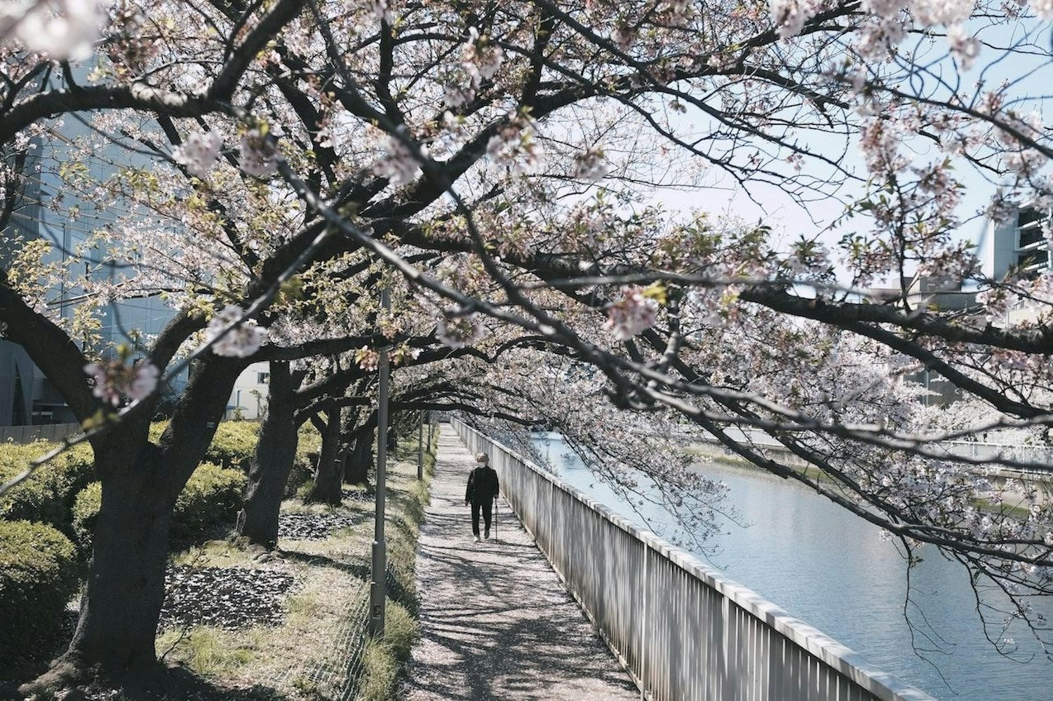 Cherry Blossoms