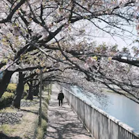 Cherry Blossoms Cherry Blossoms