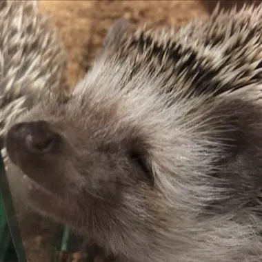 Hedgehog A close-up of a hedgehog with its eyes closed and nose pressed against a glass surface, appearing to smile. Its spiky quills are clearly visible.