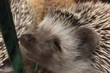 A close-up of a hedgehog with its eyes closed and nose pressed against a glass surface, appearing to smile. Its spiky quills are clearly visible.