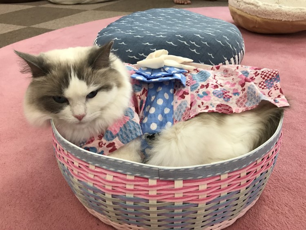 Tokyo, Nekorobi Cat Cafe Tokyo, Nekorobi Cat Cafe