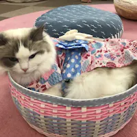 Tokyo, Nekorobi Cat Cafe Tokyo, Nekorobi Cat Cafe