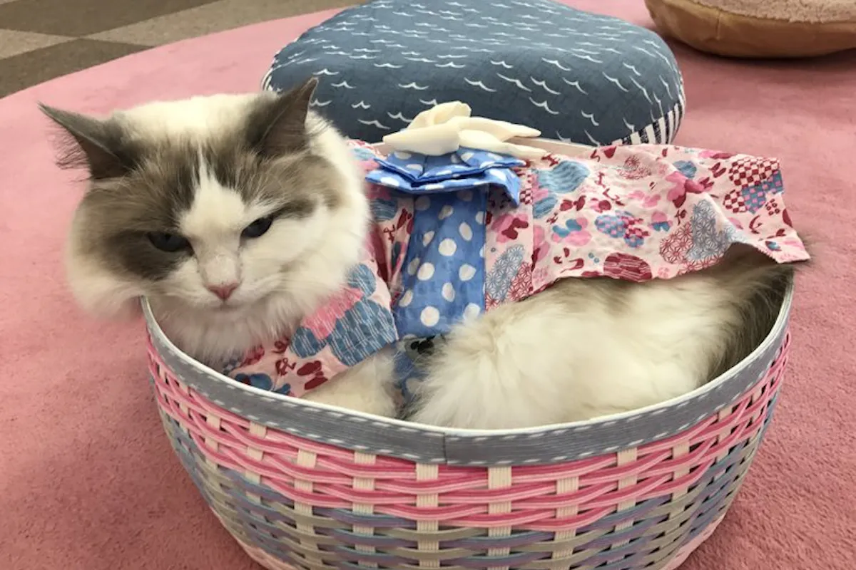 Tokyo, Nekorobi Cat Cafe Tokyo, Nekorobi Cat Cafe