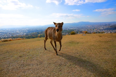 Nara Deer