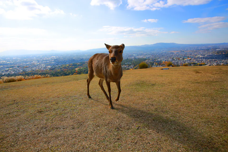 Nara Deer