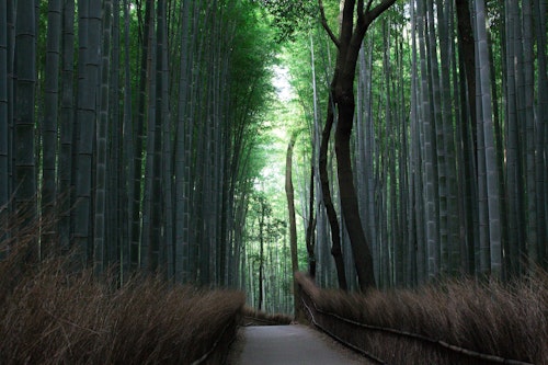 Arashiyama Bamboo Grove