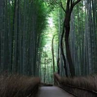 Arashiyama Bamboo Grove Arashiyama Bamboo Grove