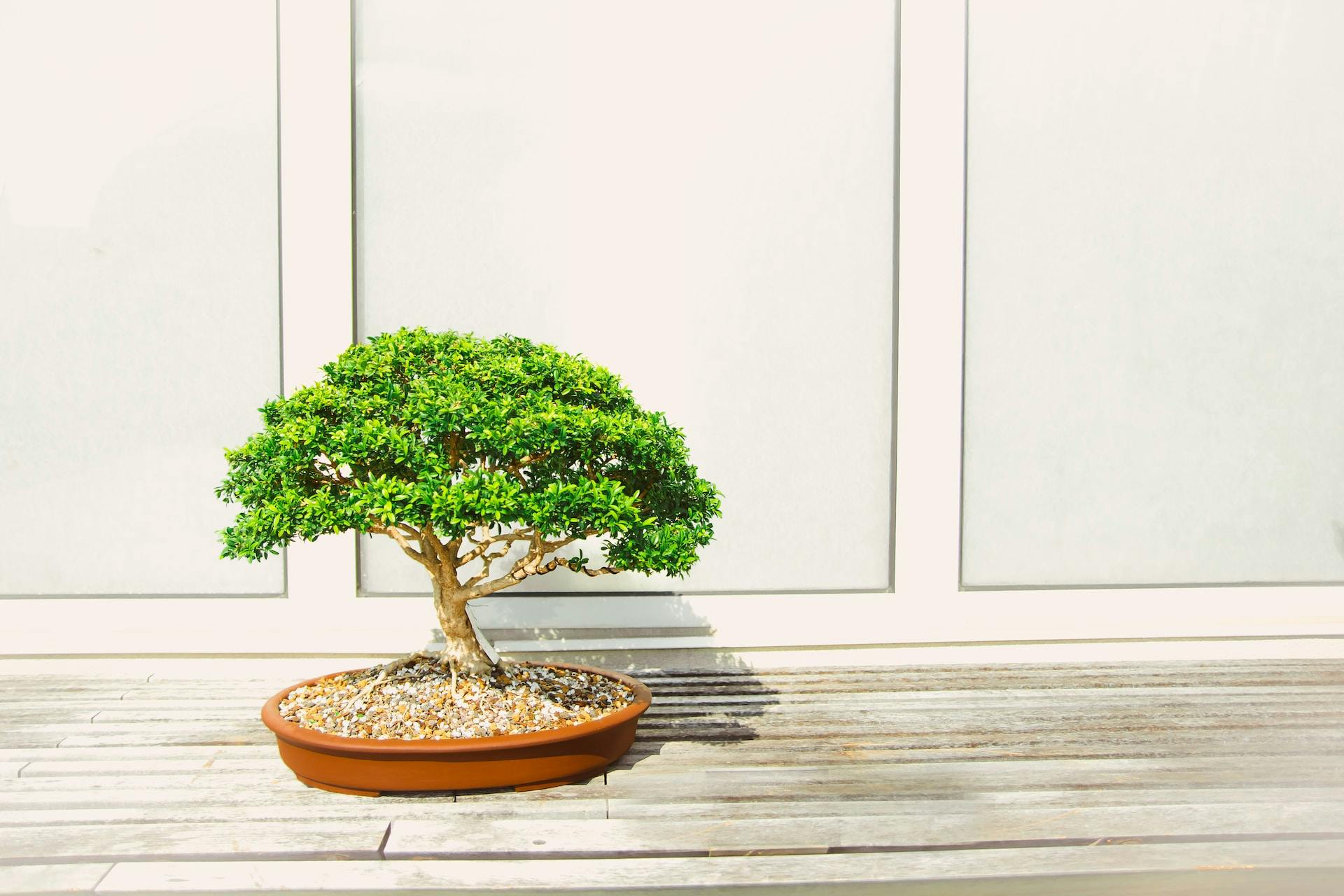 日本の盆栽の芸術を探る:ミニチュアの美を育てる - Trip To 日本の盆栽の芸術を探る:ミニチュアの美を育てる - Trip To