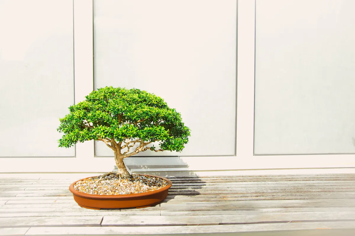 A lush green bonsai tree sits in an oval, shallow terracotta pot filled with small pebbles. The tree is placed against a plain light-colored wall on a wooden surface, with sunlight casting a slight shadow of the tree onto the wall.