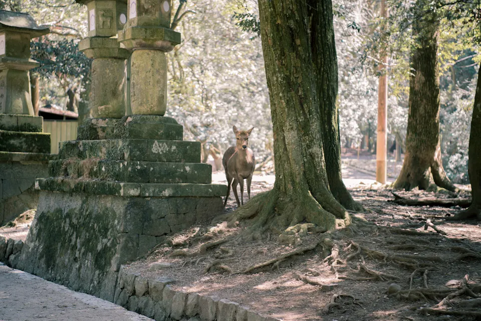 Nara Deer 一只鹿站在大型石灯笼和树木之间,位于宁静、阳光明媚的森林环境中。地面覆盖着树根和落叶,阳光透过树冠洒落。