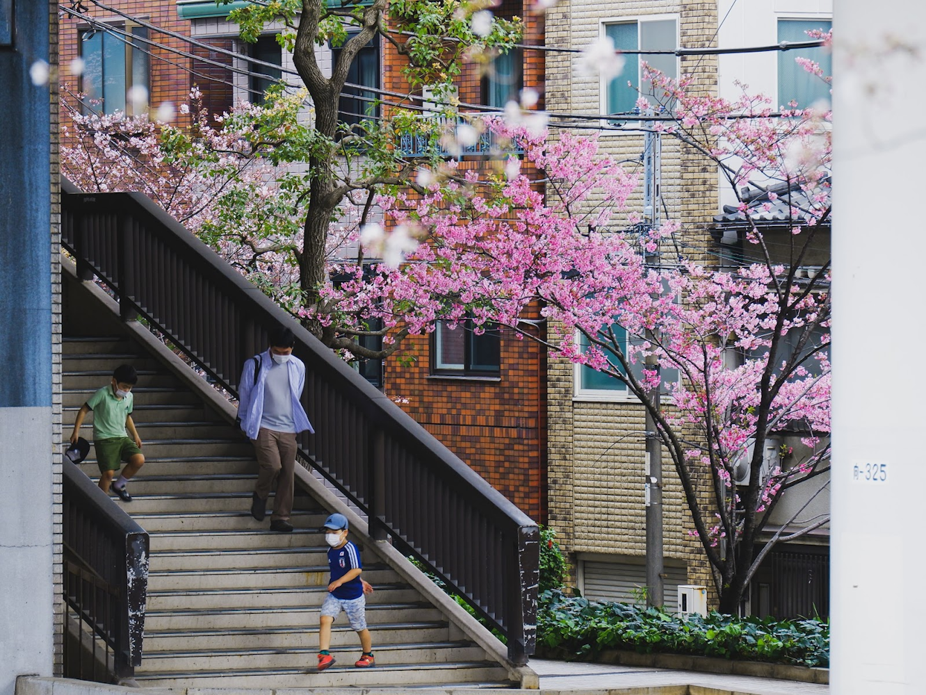 Cherry Blossoms