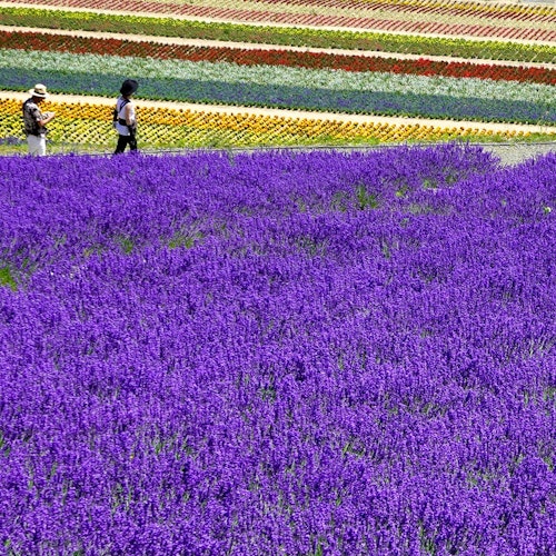 Furano Lavender Field