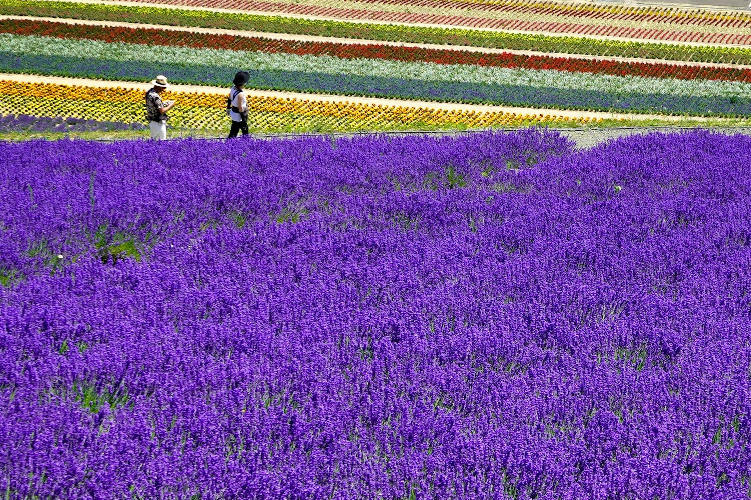 Furano Lavender Field