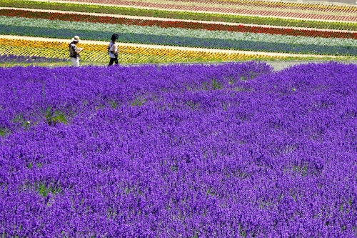 Furano Lavender Field