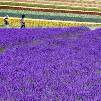 Furano Lavender Field Two people walk along a path beside a vibrant field of blooming flowers. In the foreground, there is a large patch of purple lavender. In the background, rows of colorful flowers including red, yellow, and white create a stunning, multicolored landscape.